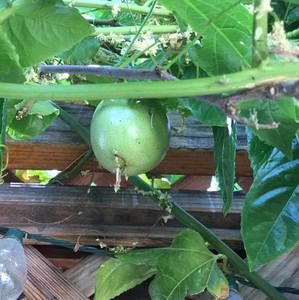 Meet your Posher, Nora